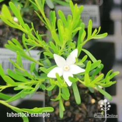 Crowea White Star - Waxflower -NatureNest Shop apo crowea white star tubestock