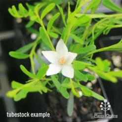 Crowea White Star - Waxflower -NatureNest Shop apo crowea white star tubestock2