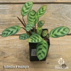 Ctenanthe Burle Marxii -NatureNest Shop apo ctenanthe burle marx tubestock top