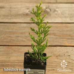 Cupressus Lemon Scent - Lemon Cypress 11 Cupressus Lemon Scent - Lemon Cypress -NatureNest Shop apo cupressus lemon scent tubestock top