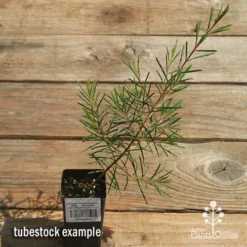 Chamelaucium Dancing Queen - Waxflower 19 Chamelaucium Dancing Queen - Waxflower -NatureNest Shop apo dancing queen tubestock top