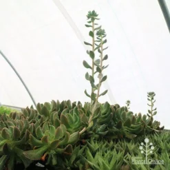 Echeveria Dark Vader - Succulent -NatureNest Shop apo dark vader new shoots