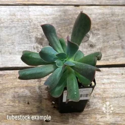 Echeveria Dark Vader - Succulent -NatureNest Shop apo dark vader tubestock top