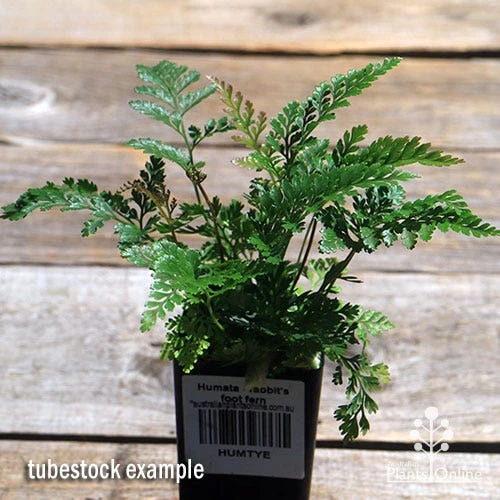 Humata - Rabbit's Foot Fern 15 Humata - Rabbit's Foot Fern - Image 15