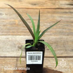 Yucca Desmetiana -NatureNest Shop apo desmetiana tubestock
