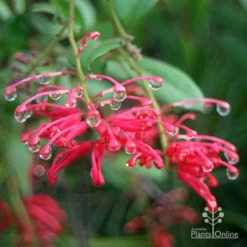Grevillea Deua Flame -NatureNest Shop apo deua flame dewdrops