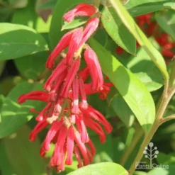 Grevillea Deua Flame -NatureNest Shop apo deua flame flower cluster