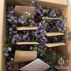 Scaevola Purple Fanfare - Fan Flower -NatureNest Shop apo diana taylor scaevola unboxing