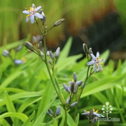 Dianella Petite Marie -NatureNest Shop apo dianella petite marie flower stems