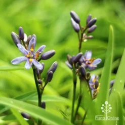 Dianella Petite Marie -NatureNest Shop apo dianella petite marie flowers