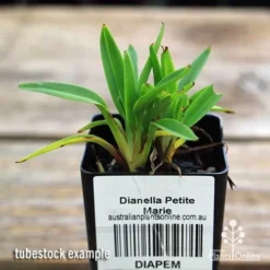Dianella Petite Marie -NatureNest Shop apo dianella petite marie tubestock