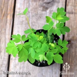 Dicentra Alba - Bleeding Heart - 75mm BIGGER Size -NatureNest Shop apo dicentra alba tubestock top