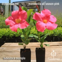 Mandevilla All Season Pink -NatureNest Shop apo dipladenia mandevilla comparison