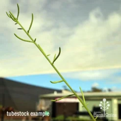 Peperomia Dolabriformis - Prayer Pepper - Succulent -NatureNest Shop apo dolabriformis flowerspike