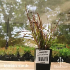 Pennisetum - Dwarf Purple Fountain Grass -NatureNest Shop apo dwarf pfg tubestock2