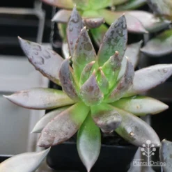 Echeveria Black Knight - Succulent