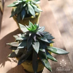 Echeveria Black Knight - Succulent -NatureNest Shop apo echeveria black knight pair