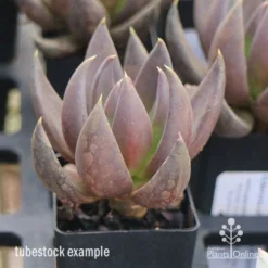 Echeveria Black Knight - Succulent -NatureNest Shop apo echeveria black knight tubestock