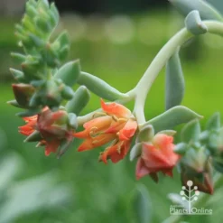 Echeveria Topsy Turvy - Succulent -NatureNest Shop apo echeveria topsy turvy flowers