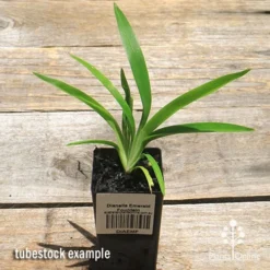 Dianella Emerald Fountain -NatureNest Shop apo emerald fountain dianella tubestock top