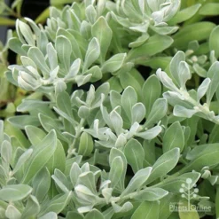 Eremophila Blue Horizon - Emu Bush -NatureNest Shop apo eremophila blue horizon foliage