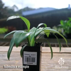 Eucharis - Amazon Lily -NatureNest Shop apo eucharis tubestock 1