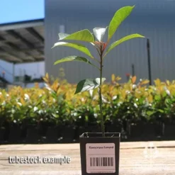 Elaeocarpus Eumundi -NatureNest Shop apo eumundi tubestock smaller
