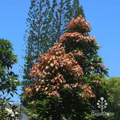 Elaeocarpus Eumundi -NatureNest Shop apo eumundii and pines nursery