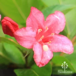 Weigela Eva Rathke -NatureNest Shop apo eva rathke weigela flower close
