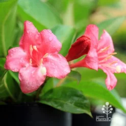 Weigela Eva Rathke -NatureNest Shop apo eva rathke weigela flowers 1
