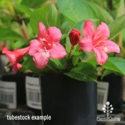Weigela Eva Rathke -NatureNest Shop apo eva rathke weigela tubestock flowering