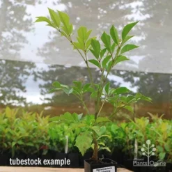 Radermachera Everlasting Beauty -NatureNest Shop apo everlasting beauty radermachera tubestock