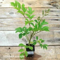 Radermachera Everlasting Beauty -NatureNest Shop apo everlasting beauty radermachera tubestock top