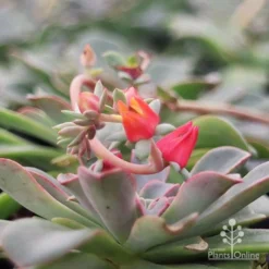 Echeveria Fantastic Fountain - Succulent -NatureNest Shop apo fantastic fountain flower