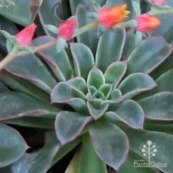 Echeveria Fantastic Fountain - Succulent -NatureNest Shop apo fantastic fountain fountaining