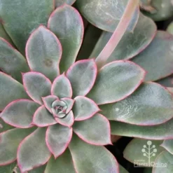 Echeveria Fantastic Fountain - Succulent -NatureNest Shop apo fantastic fountain leaf colour