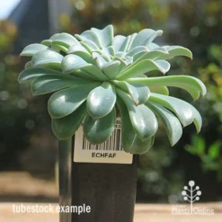 Echeveria Fantastic Fountain - Succulent -NatureNest Shop apo fantastic fountain tubestock