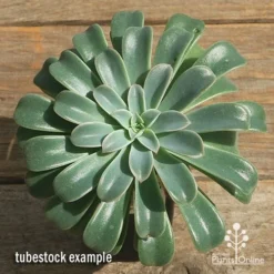Echeveria Fantastic Fountain - Succulent -NatureNest Shop apo fantastic fountain tubestock top perfect
