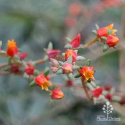 Echeveria Fantastic Fountain - Succulent -NatureNest Shop apo fantasticfountain flowers