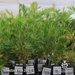 Grevillea Ned Kelly -NatureNest Shop apo feb ned kelly