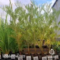 Grevillea Sandra Gordon 11 Grevillea Sandra Gordon -NatureNest Shop apo feb sandra gordon