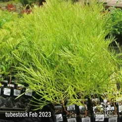 Grevillea Yamba Sunshine -NatureNest Shop apo feb yamba sunshine