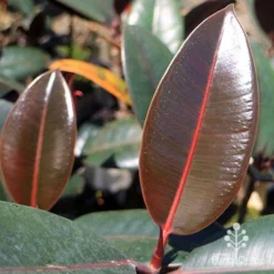 Ficus Elastica Burgundy - Rubber Plant -NatureNest Shop apo ficus burgundy leaf