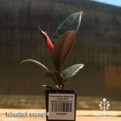 Ficus Elastica Burgundy - Rubber Plant -NatureNest Shop apo ficus burgundy rubber plant tubestock