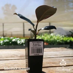 Ficus Elastica Burgundy - Rubber Plant -NatureNest Shop apo ficus burgundy tubestock
