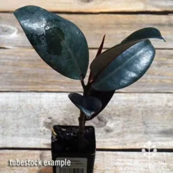 Ficus Elastica Burgundy - Rubber Plant -NatureNest Shop apo ficus burgundy tubestock top