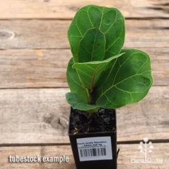 Ficus Lyrata Bambino - Fiddle Leaf Fig 12 Ficus Lyrata Bambino - Fiddle Leaf Fig -NatureNest Shop apo ficus lyrata bambino tubestock top
