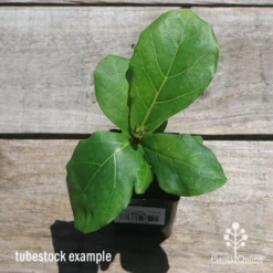 Ficus Lyrata - Fiddle Leaf Fig -NatureNest Shop apo fiddleleaf fig tubestoc top