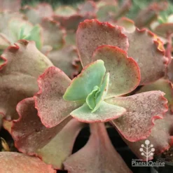 Echeveria Fire And Ice - Succulent -NatureNest Shop apo fire and ice