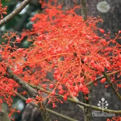 Illawarra Flame Tree - Brachychiton 17 Illawarra Flame Tree - Brachychiton -NatureNest Shop apo flame tree flowers